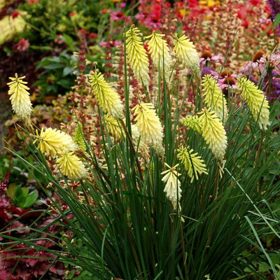 Kniphofia Pineapple Popsicle Plant in 9cm Pot - Unusual Red Hot Poker Variety - 3