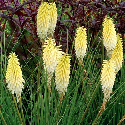 Kniphofia Pineapple Popsicle Plant in 9cm Pot - Unusual Red Hot Poker Variety - 4