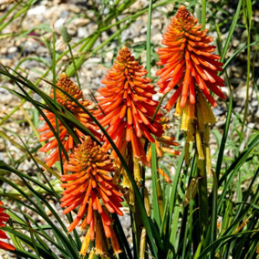 Kniphofia Poco Orange - Bright Orange Flowers, Upright Growth, Stunning in UK Gardens, Compact Size (20-30cm Height Including Pot)
