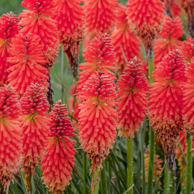 Kniphofia Poco Red - Striking Red Flowers, Upright Growth, Ideal UK ...