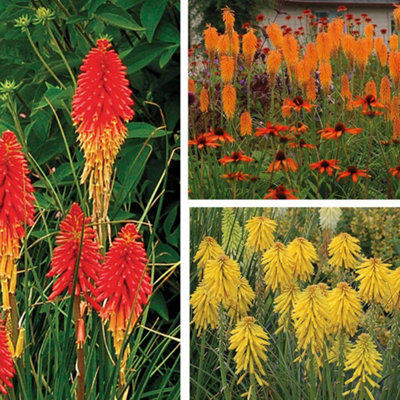 Kniphofia Popsicle Collection 6 Jumbo Plug Plants | DIY at B&Q