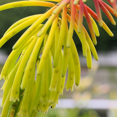 Kniphofia Rufa Rasta Garden Plant - Red Hot Poker Plant, Compact Size ...