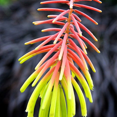 Kniphofia Rufa Rasta Garden Plant - Red Hot Poker Plant, Compact Size (15-25cm Height Including Pot)