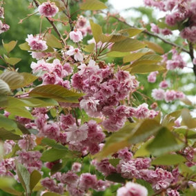 Kofugen Japanese Flowering Cherry Blossom Tree Prunus 12L Pot 1.2m - 1.5m