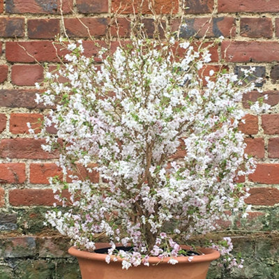 kojo-no-mai-fuji-cherry-shrub-plant-prunus-incisa-12l-pot-50cm-80cm