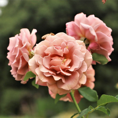 Rambling Roses For Garden Koko Loko™ Potted Rose Bush - Grace Koko