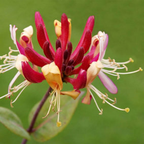 Kolkwitzia amabilis Pink Cloud in 3L Pot Beauty Bush