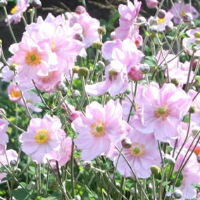 Konigin Charlotte Japanese Anemone Perennials Flowering Plants 2L Pot