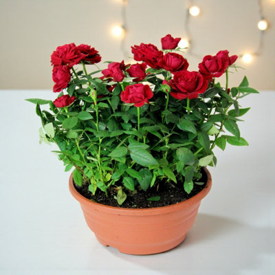 Kordana Indoor Plant Red Rose in 19cm Bowl Pot - Live Potted Flowering Rose  Houseplant Gift for Christmas, Birthdays & Home Dcor