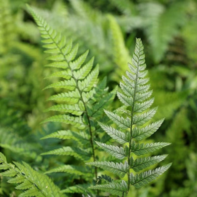 Korean Rock Fern Polystichum Tsussimense Hardy Outdoor Ferns Jungle Plant 2L Pot