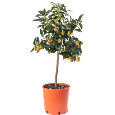 Kumquat Tree Outdoor Fruit Tree, Grow Your Own Tasty Fruits, Ideal