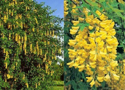 Laburnum Vossii Golden Rain Tree Large 5-6ft Tall Half Standard ...
