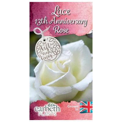 邦楽 MY FIRST STORY 10th anniversary Rose Tin Wedding Rose Bush Gift Wrapped - 10th Anniversary Plant