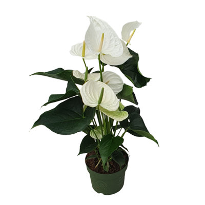 anthurium regale kaufen Anthurium Regale Hybrid main image 1