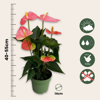 Laceleaf - Anthurium Colorado Pink - Height 40-55cm - 14cm