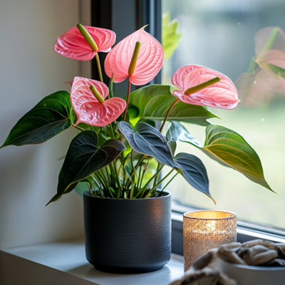 Laceleaf - Anthurium Colorado Pink - Height 40-55cm - 14cm