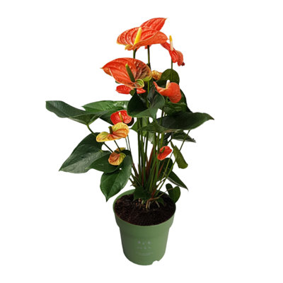Laceleaf - Anthurium Madural Orange - Height 55-70cm - 17cm