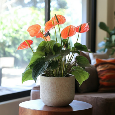 Laceleaf - Anthurium Madural Orange - Height 55-70cm - 17cm