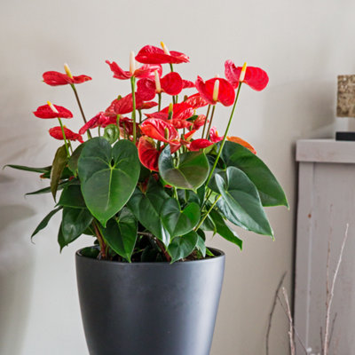 Laceleaf - Anthurium Madural Red - Height 55-70cm - 17cm
