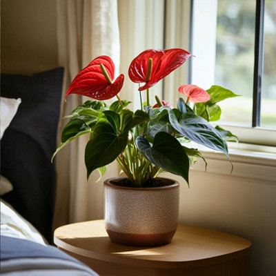 Laceleaf - Anthurium Royal Champion - Height 35-45cm - 12cm