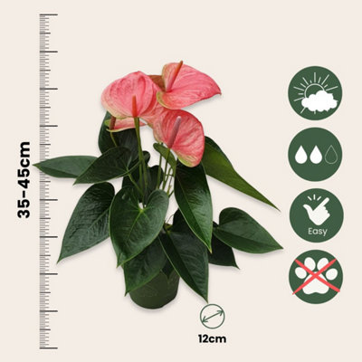 Laceleaf - Anthurium Sweet Dream - Height 35-45cm - 12cm