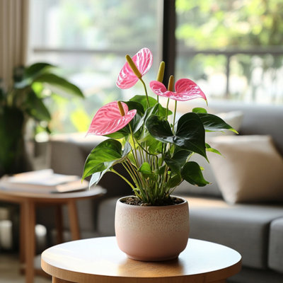 Laceleaf - Anthurium Sweet Dream - Height 35-45cm - 12cm