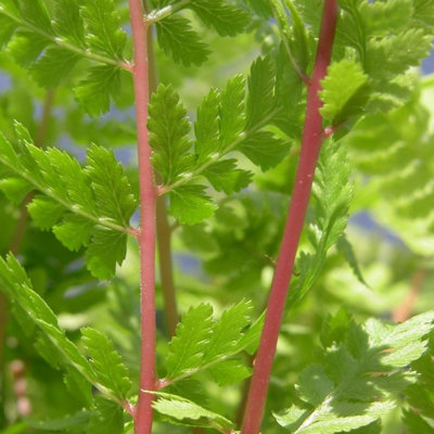 Lady In Red Fern Rubellum Athyrium Filix-Femina Hardy Outdoor Ferns ...