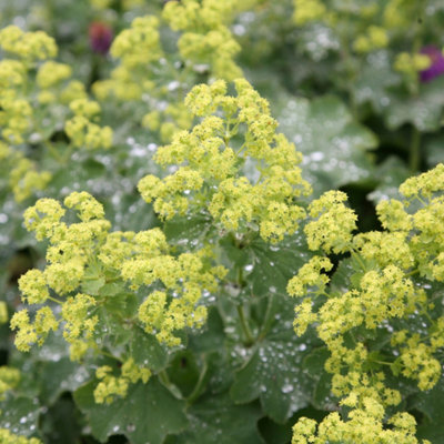 Lady's Mantle Perennials Flowering Plants Alchemilla Mollis 2L Pot