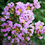 Lagerstroemia Muskogee Crape Myrtle - Lavender Blooms, Tall Shrub (15-25cm Height Incl. Pot)