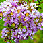 Lagerstroemia Muskogee Crape Myrtle - Lavender Blooms, Tall Shrub (15-25cm Height Incl. Pot)