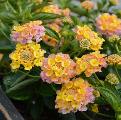 Lantana Calippo VintagePlug plant Perennial