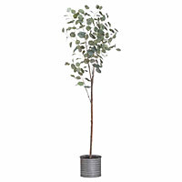 Large Eucalyptus Tree In Metallic Pot