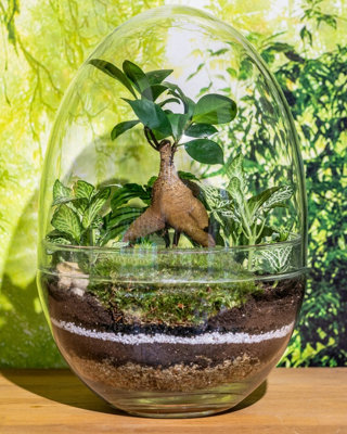Large glass egg terrarium kit 28cm DIY at B&Q