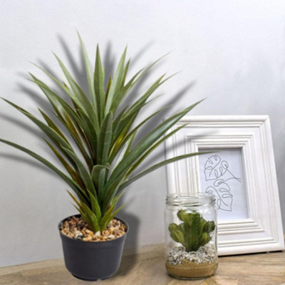 Large Indoor House Plant - Spiky Sisal