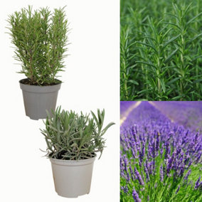 Large Lavender and Rosemary Herb Plants - In 14cm Pots - Ready to Plant