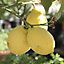 Large Lemon 'Eureka' Tree 4L/5L with Decorative Planter and Citrus Feed, House Plant, Conservatory or Garden Plant