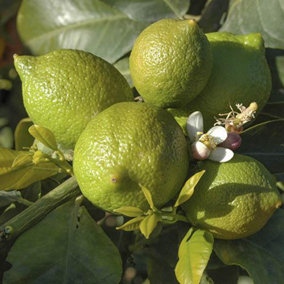 Large Lime Tree in a 4L Pot Supplied as a Garden Ready Plant in Pot - Grow Your Own Fresh Fruit