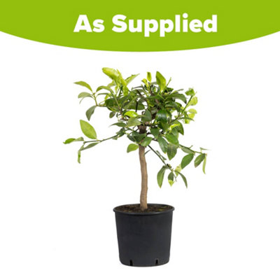 Large Lime Tree in a 5-6L Pot Supplied as a Garden Ready Plant in Pot - Grow Your Own Fresh Fruit - 4