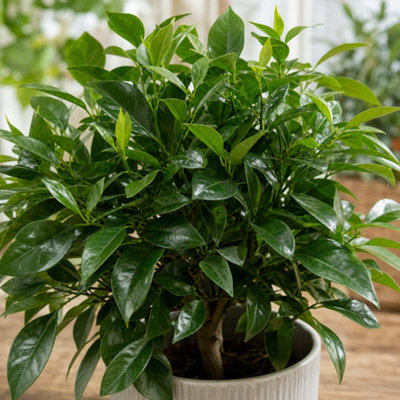 Large Orange Tree in Olive Premium Plastic Planter Green Evergreen ...
