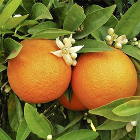 Large Orange Tree Supplied in a 4/5L Pot as Established Plant Exotic Fruit Trees for Gardens Citrus Tree for Patios
