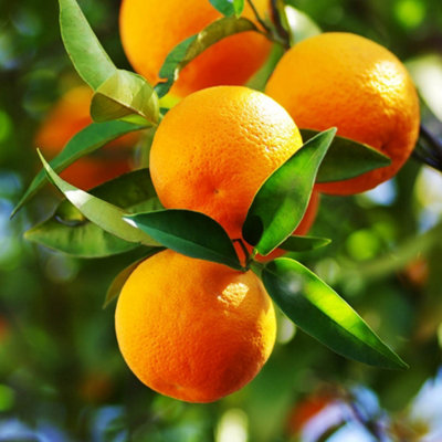 Large Orange Tree Supplied in a 4/5L Pot as Established Plant Exotic Fruit Trees for Gardens Citrus Tree for Patios - 4
