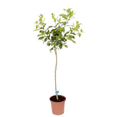 Large Orange Tree Supplied in a 4/5L Pot as Established Plant Exotic Fruit Trees for Gardens Citrus Tree for Patios - 5