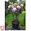 Large Peony Frame Heavy Duty Herbaceous Garden Plant Support Ring for Perennial Flowers Cage 66cm x 42cm (x2)