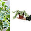 Large White Ivy - Hedera Helix - Evergreen Shrub in 13cm Pot - Indoor and Outdoor Use