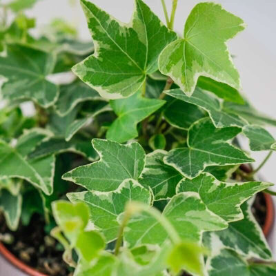 Large White Ivy - Hedera Helix - Evergreen Shrub in 13cm Pot - Indoor and Outdoor Use - 3