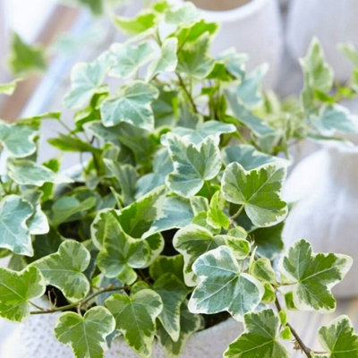 Large White Ivy - Hedera Helix - Evergreen Shrub in 13cm Pot - Indoor and Outdoor Use - 4