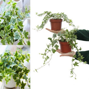 Large White & Yellow Ivy - Hedera Helix - Evergreen Shrubs in 13cm Pots - Indoor and Outdoor