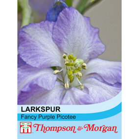 Larkspur Fancy Purple Picotee 1 Seed Packet (130 Seeds)