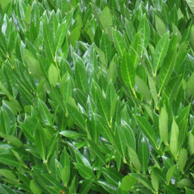 Laurel 'Caucasica' 60cm Height Evergreen Hedge Plant Pack of 10