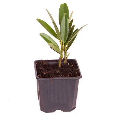 Laurel Hedging Prunus laurocerasus 9cm Pot x 25 - 3
